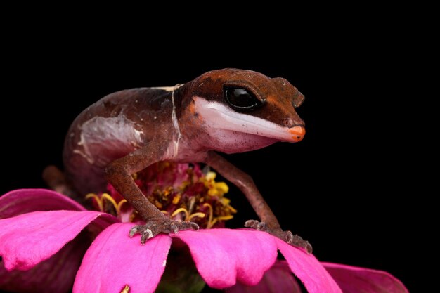 Baby cat eye gecko closeup