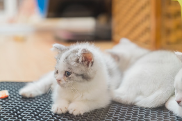 아기 고양이