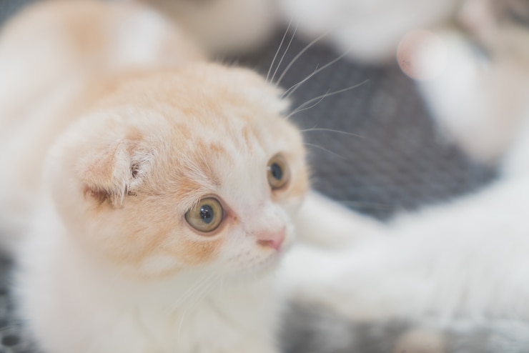 無料Photo 赤ん坊の猫