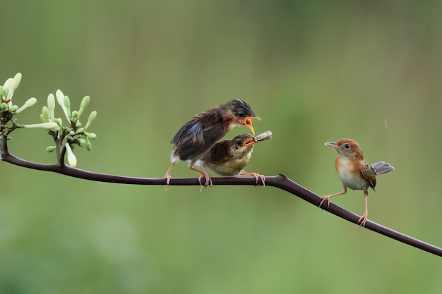 枝に母親のCisticolajuncidis鳥からの餌を待っている赤ちゃんCisticolajuncidis鳥