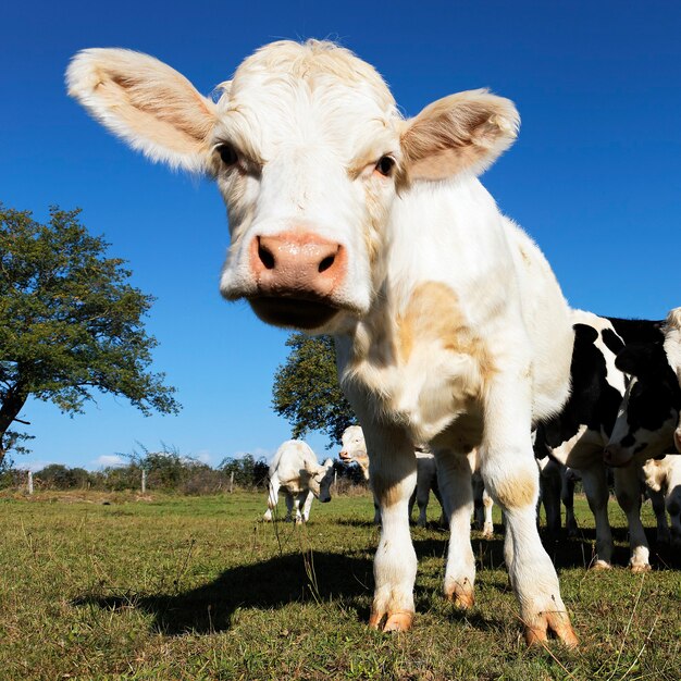 Baby cow on farmland in summer