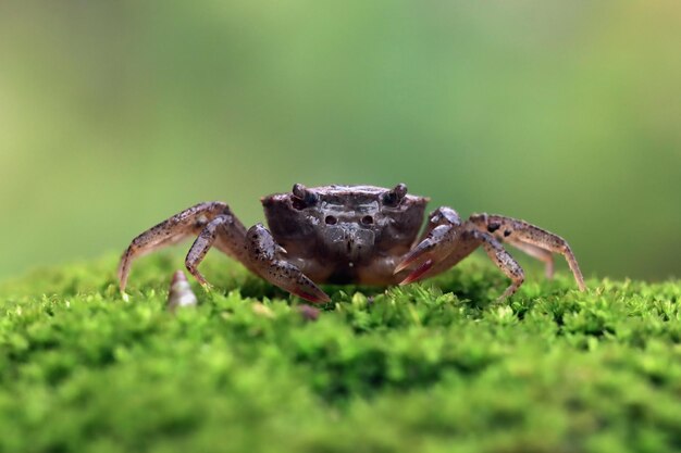 緑の苔の赤ちゃんカニのクローズアップクローズアップ凸型カニ防御位置クローズアップカニ