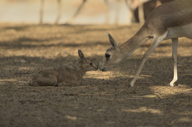 Foto gratuita baby cervo ottenere aiuto da sua madre