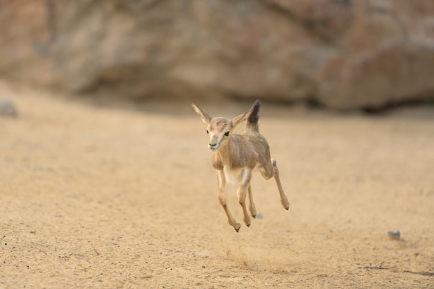 Baby deer hopping around