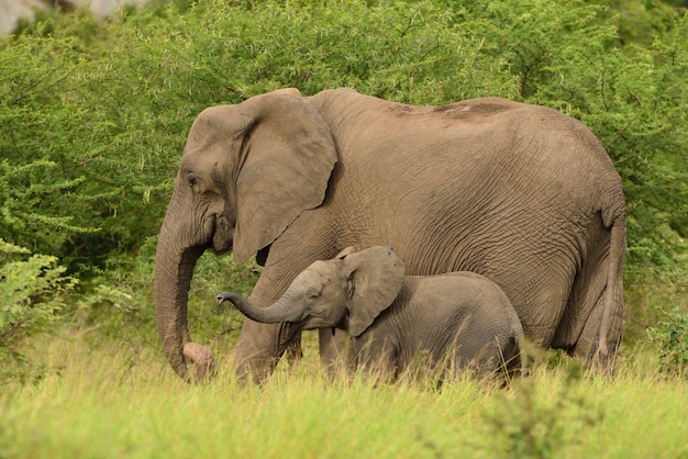Слоненок играет со своей матерью посреди травянистых полей в африканских джунглях