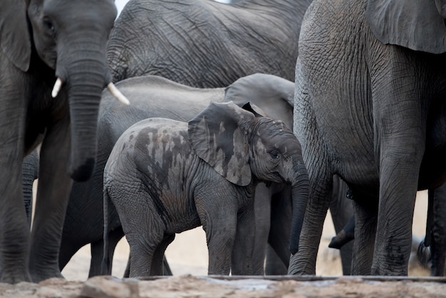 A baby elephant walking in herd