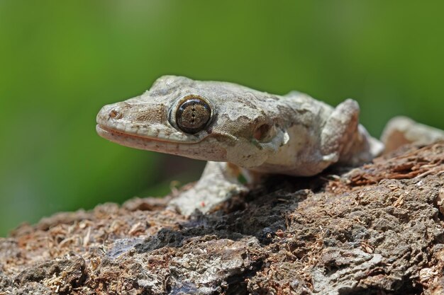 乾燥した葉に赤ちゃんヤモリを飛ばす樹皮にヤモリを飛ばすカモフラージュ