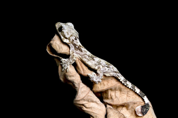 Free photo baby flying gecko on dry leaves