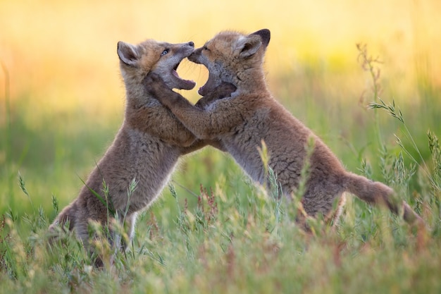 Baby foxes with beige fur fighting with each other among grasses