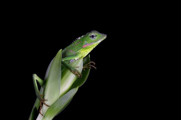 Free photo baby green jubata lizard camouflage on green leaves on black