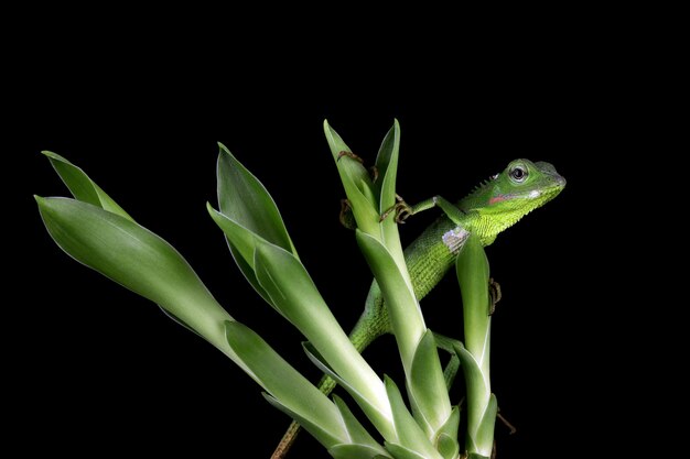 Baby green Jubata lizard camouflage on green leaves with black wall Cute baby green lizard