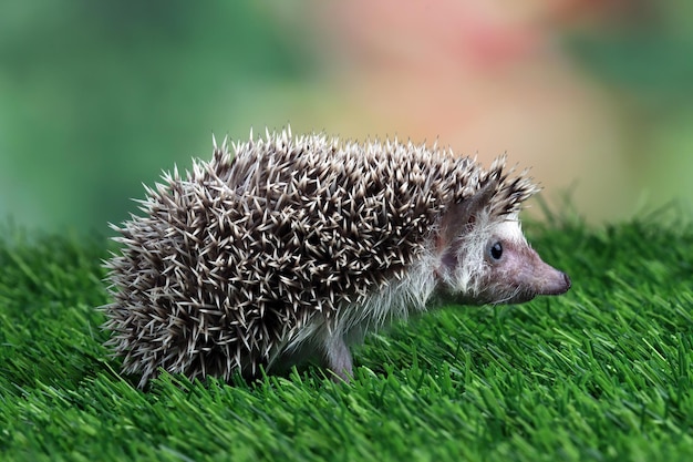 Baby hedgehog playing on grass