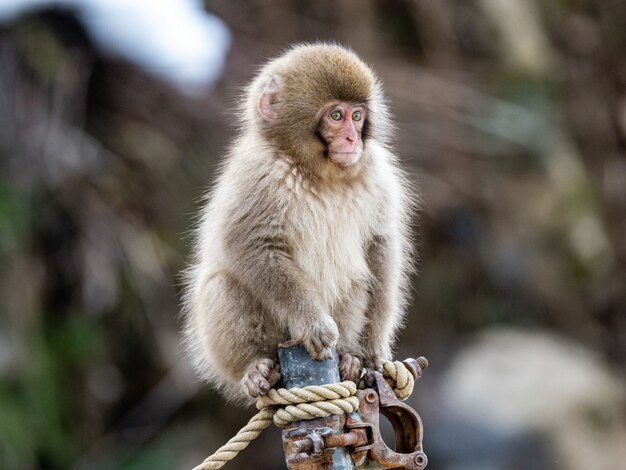 Free photo baby japanese macaque sitting on a rusty pipe