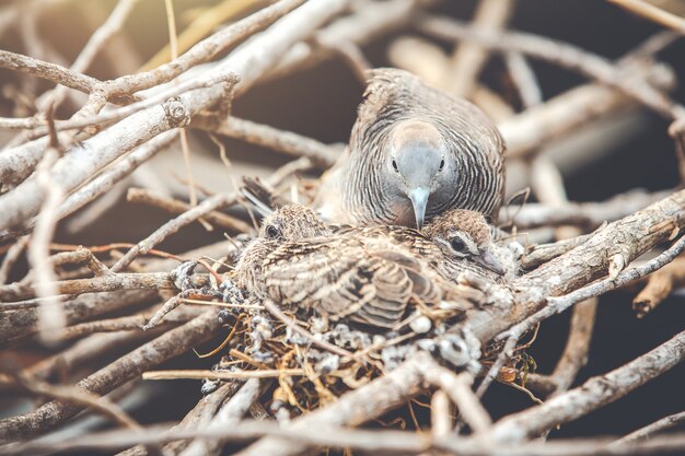 Baby larvae in the nest in summer