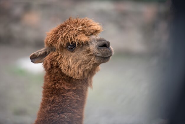 Cria Animales Images Free Vectors Stock Photos Psd Cria Animales Images Free Vectors Stock Photos Psd