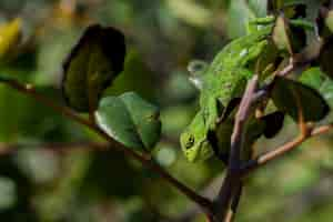 Free photo a baby mediterranean chameleon (chamaeleo chamaeleon) slowly moving on a carob tree in malta