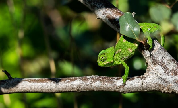 아기 지중해 카멜레온(Chamaeleo chamaeleon)은 몰타의 캐롭 나무 위에서 천천히 움직입니다.