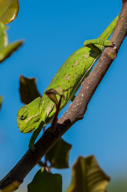 A baby Mediterranean Chameleon slowly moving on a carob tree in Malta