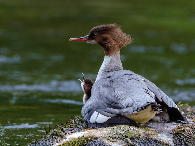 Foto gratuita baby e una mamma anatra vicino a un lago