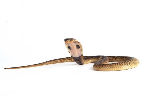 Baby Naja Sumatrana miolepis snake on white background in a position ready to attack Baby Naja Sumatrana closeup Naja snake