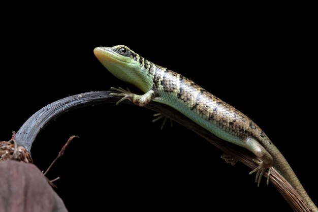 Baby Olive tree skink dasia olivacea on wood Olive tree skink closup on wood with black background Beautiful Indonesian lizard