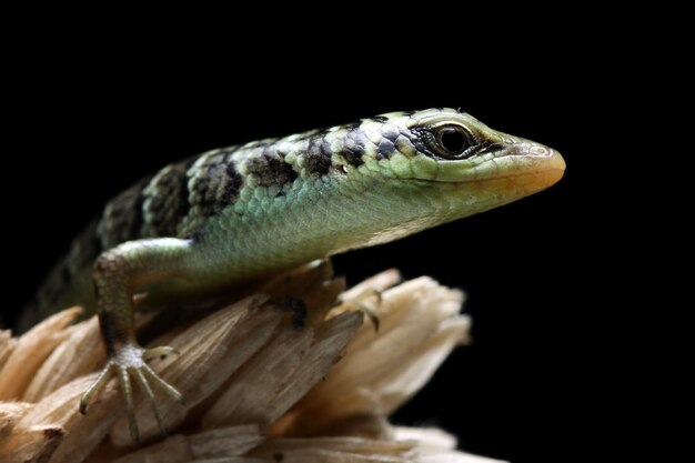 Baby Olive tree skink dasia olivacea on wood