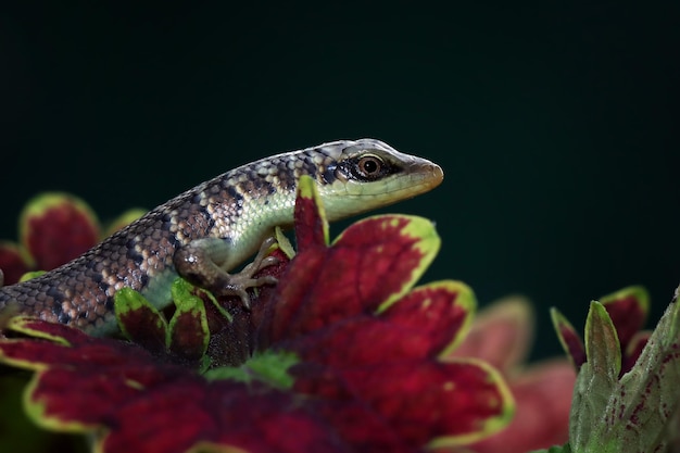 Baby olive tree skink dasia olivaceaon foglie ulivo skink closup su foglie con sfondo naturale bella lucertola indonesiana