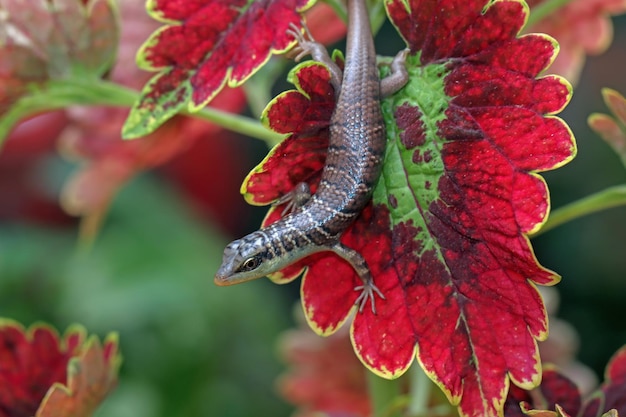 Foto gratuita baby olive tree skink dasia olivaceaon foglie