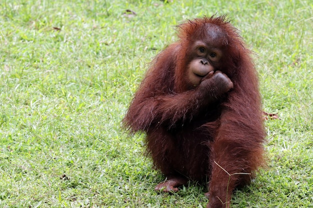 カメラの赤ちゃんオランウータンのクローズアップ