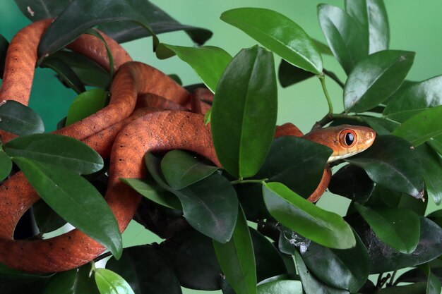 분기에 나무 동물 근접 촬영에 아기 빨간 boiga 뱀