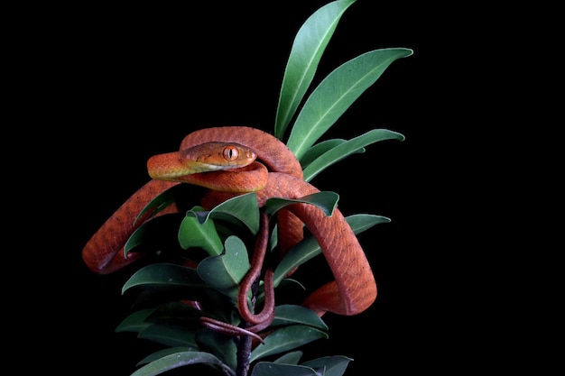 Free photo baby red boiga snake on tree animal closeup on branch