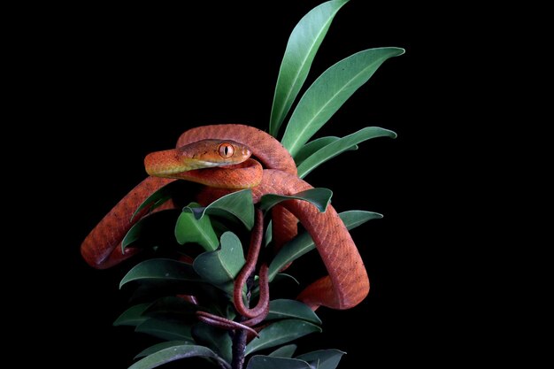 Baby Red boiga snake on tree animal closeup on branch