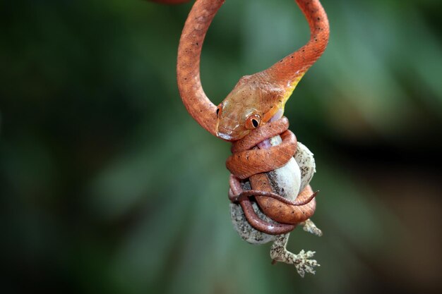 Детеныш красной змеи бойги на дереве пытается съесть ящерицу Детеныш красной змеи бойги крупным планом на ветке