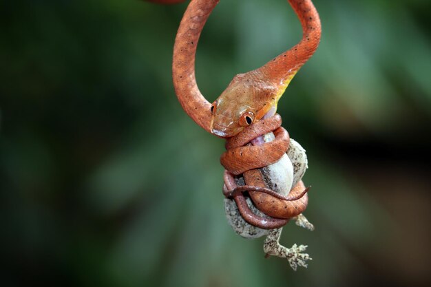 Baby red boiga snake on tree trying to eat lizard Baby Red boiga snake closeup on branch