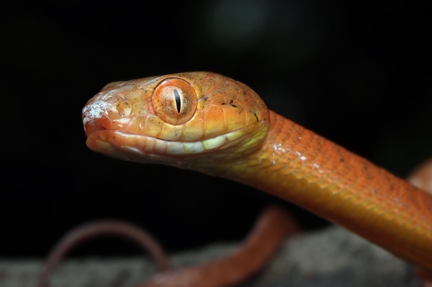 Baby red boiga snake on tree trying to eat lizard Baby Red boiga snake closeup on branch