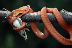 Free photo baby red boiga snake on tree trying to eat lizard baby red boiga snake closeup on branch