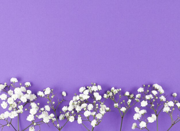 Baby's breath flower at the bottom of purple backdrop