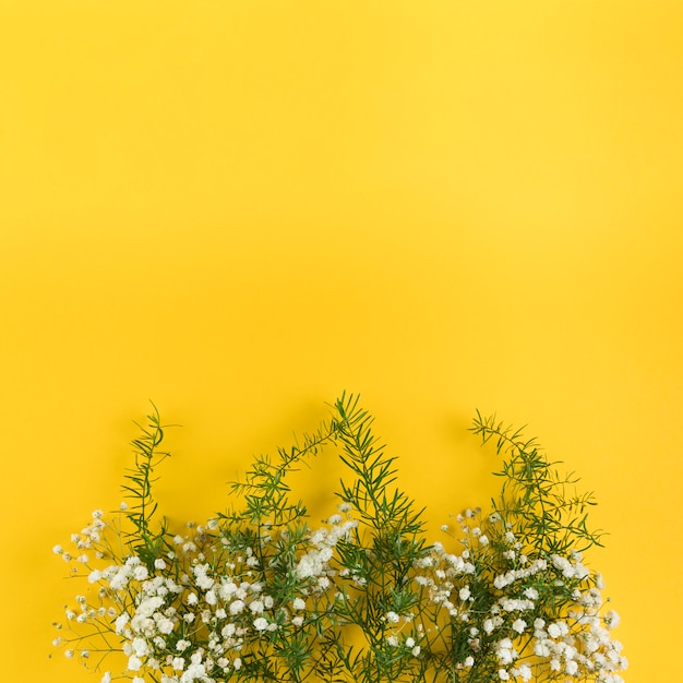 Дыхание цветов и листьев на желтом фоне