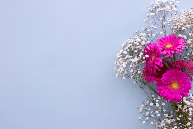 Baby's breath flowers and pink gerbera flowers above blue background