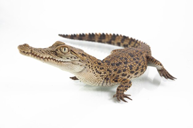 Premium Photo A baby saltwater crocodile  isolated on 