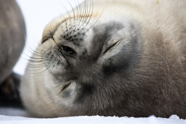 Premium Photo | Baby seal close to mom