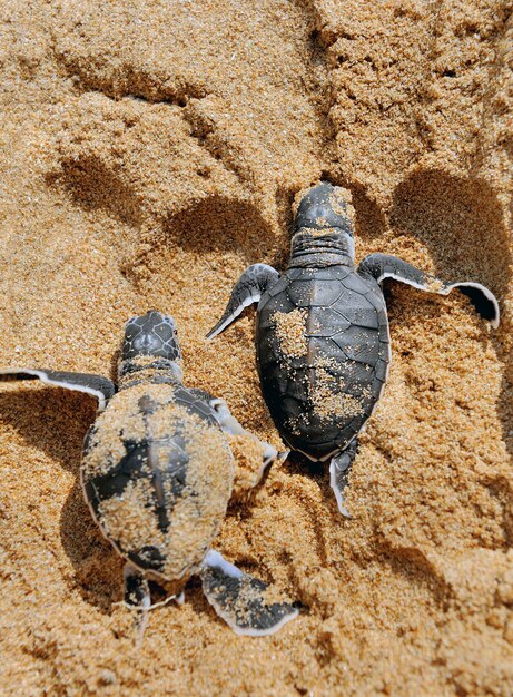 Baby turtles moving towards the ocean