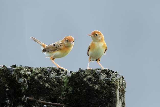 枝に母親のZittingCisticola鳥からの食べ物を待っている赤ちゃんZittingCisticola鳥