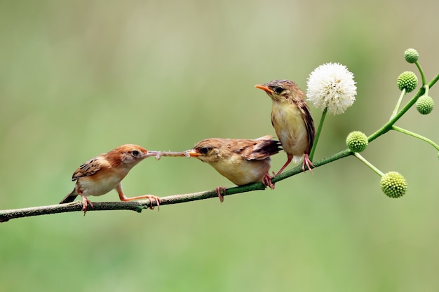 枝に母親のZittingCisticola鳥からの食べ物を待っている赤ちゃんZittingCisticola鳥