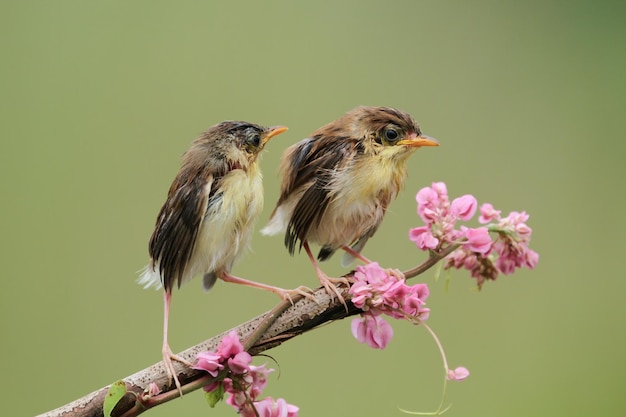 Baby zitting cisticola uccello in attesa di cibo da sua madre zitting cisticola uccello sul ramo