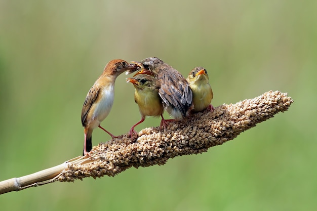 その母親からの食べ物を待っている赤ちゃんのzittingcisticola鳥