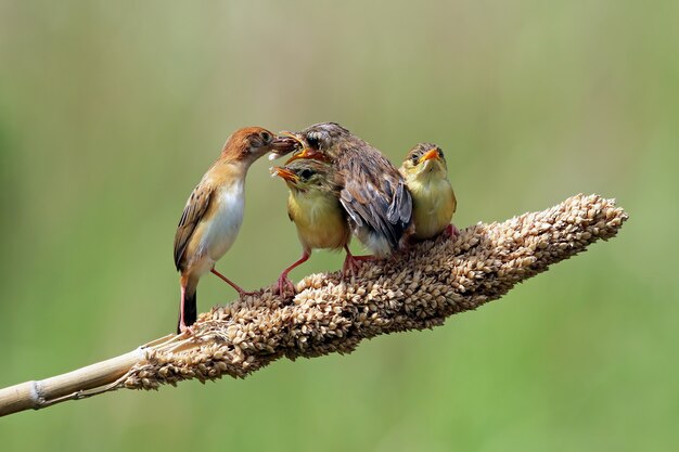 아기 zitting cisticola 새의 어머니로부터 음식을 기다리는