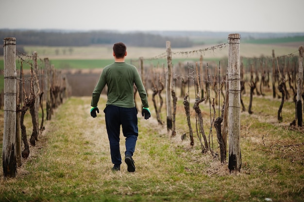 Спина человека, работающего на винограднике