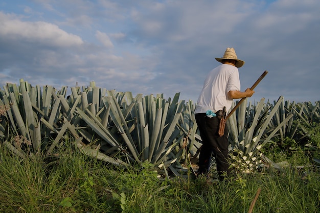 Vista posteriore di un contadino con un cappello di paglia che raccoglie una pianta di agave in campagna