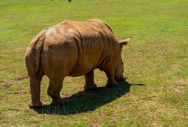 Вид сзади большого коричневого носорога, питающегося травой в поле в солнечный день
